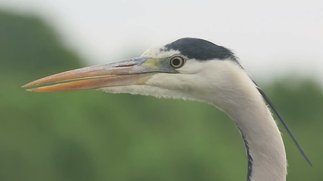 Grey heron, Ardea cinerea,  single bird close upr, Hungary, May 2016