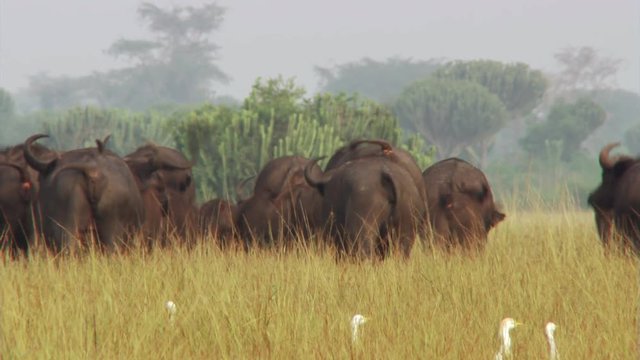 Cape buffalo herd retreating across grassy plain, Uganda