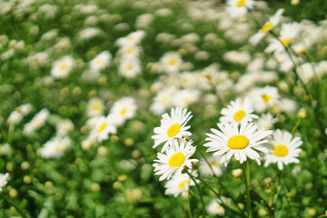 Fototapeta premium chamomile on the meadow in sunny day