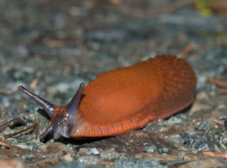 Nacktschnecke auf Waldboden