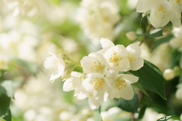 Jasmine flowers blossoming on bush, summertime photo