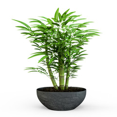 Dracaena braunii plants in flowerpot. Bamboo House plate in the pot isolated on white background. 3D Rendering, 3D Illustration.