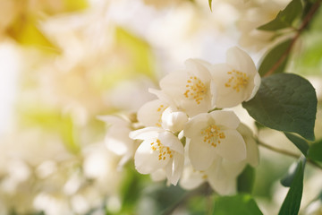 Jasmine flowers blossoming on bush, summertime photo