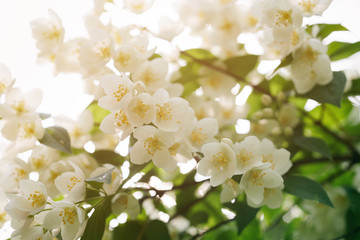 Jasmine flowers blossoming on bush, summertime photo
