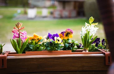 Crédence de cuisine en plexiglas Crocus Spring flowers on balcony