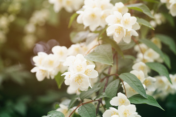 Jasmine flowers blossoming on bush, summertime photo