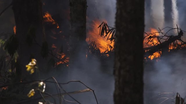 Flames fanned by wind burn forest vegetation