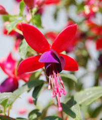 Fuchsienblüte