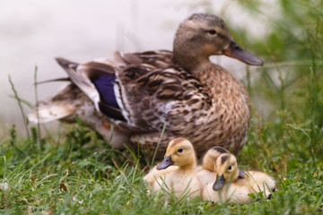 duck with chicks