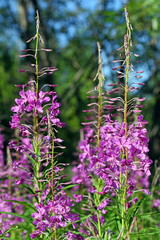 The blossoming willow-herb in Siberia