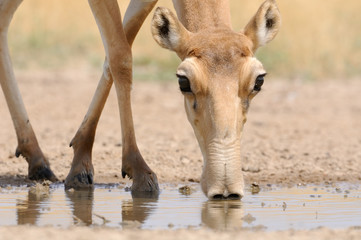 Drinking Saiga antelope © Victor Tyakht