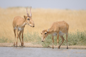 Naklejka na ściany i meble Saiga antelopes near the watering place in the morning