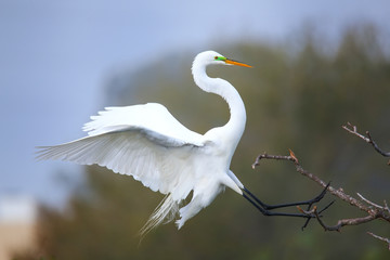 Great Egret (Ardea alba) in flight