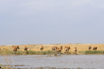 Wild Saiga antelopes in steppe near watering pond