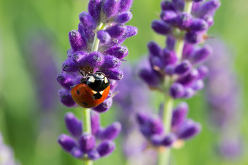Ladybug On Lavender