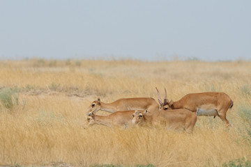 Naklejka premium Wild Saiga antelopes in Kalmykia steppe
