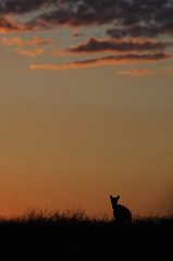 Wild Saiga antelope in Kalmykia steppe before dawn