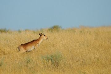 Young male wild Saiga antelope in morning steppe