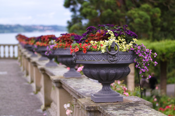 Mainau Blumeninsel flowers