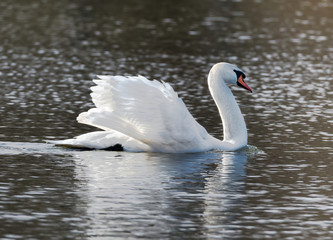 Fototapeta premium White swan in the lake