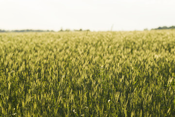 Wheat field in the rays of the evening sun