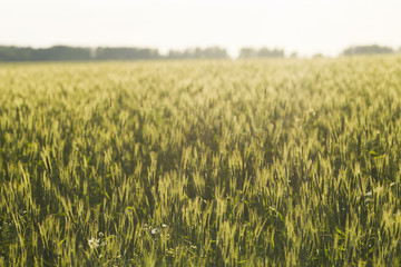 Wheat field in the rays of the evening sun