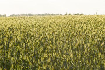 Wheat field in the rays of the evening sun