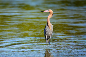Reddish egret (Egretta rufescens)