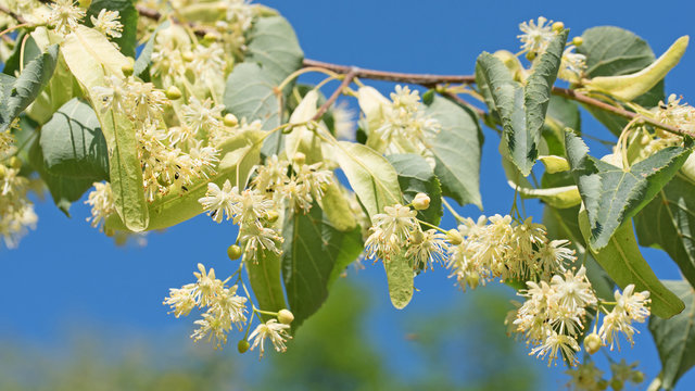 Lindenbl&uuml;ten, Lindenbaum, Tilia