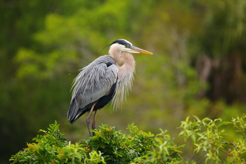 Great Blue Heron standing on a nest. It is the largest North Ame