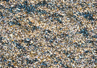 shelly beach