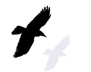 crow