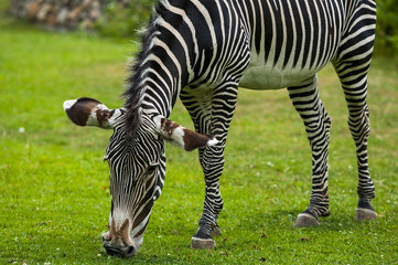 Fototapeta na wymiar African zebra at the green park in Zoo