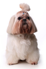Cute Shih Tzu dog sitting in studio on a white background