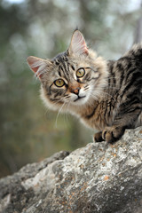 Portrait einer grau getigerten Katze mit direkten Blick zum Betrachter auf einer Mauer sitzend