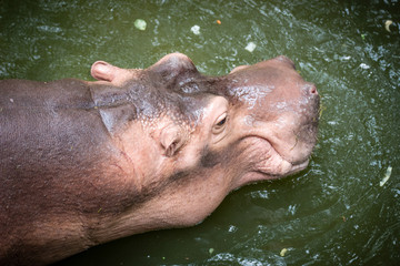 hippo / The hippopotamus, mostly herbivorous mammal in sub-Sahar