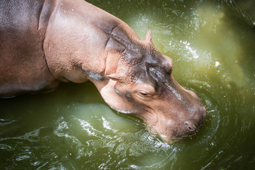 hippo / The hippopotamus, mostly herbivorous mammal in sub-Sahar