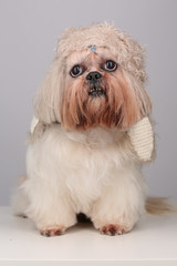 Shih Tzu dog in cute hat with long ears 