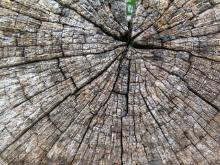 Fototapeta premium Holzstruktur-Alte Baumstamm