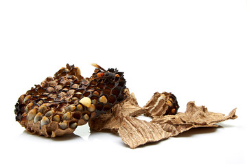nest, wasp