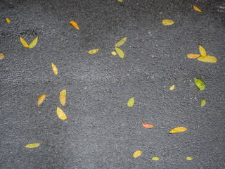 Asphalt texture and fallen leaves