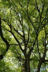 Sfondo di alberi giganti