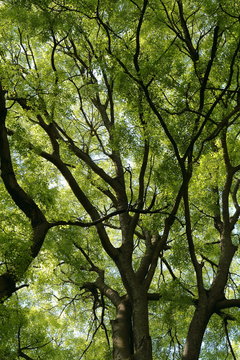 Sfondo di alberi giganti