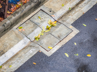 Asphalt and cement texture with fallen leaves