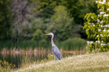 Fototapeta premium Blue Heron