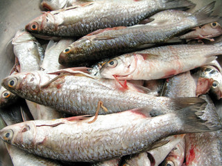 Fresh fish for cooking