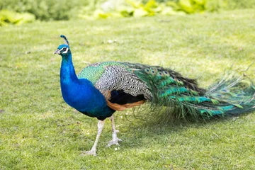 Deurstickers Pauw Peacock