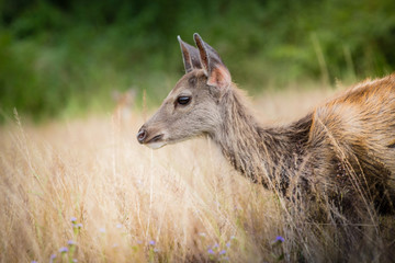 deer fawn standing in tall grass.