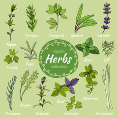 Set of hand draw herbs for food and cosmetic.