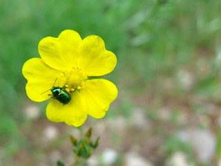 Gelbe Blume mit Käfer